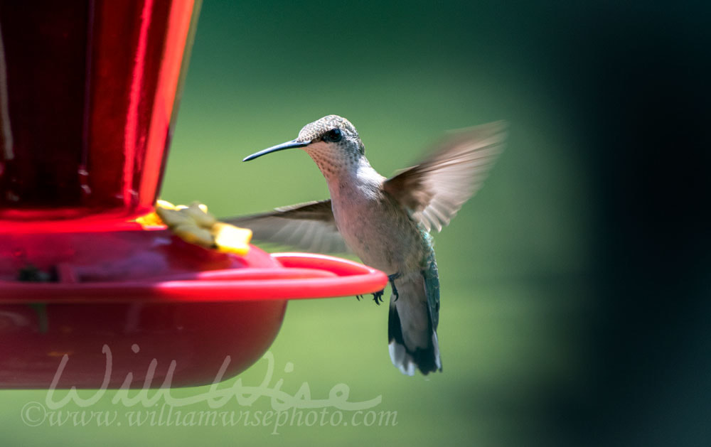 Ruby-throated Hummingbird