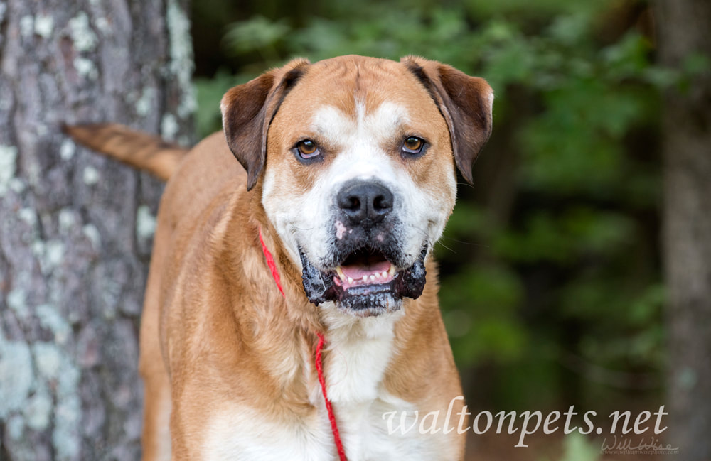 Senior American Bulldog Boxer Lab mixed breed dog Picture