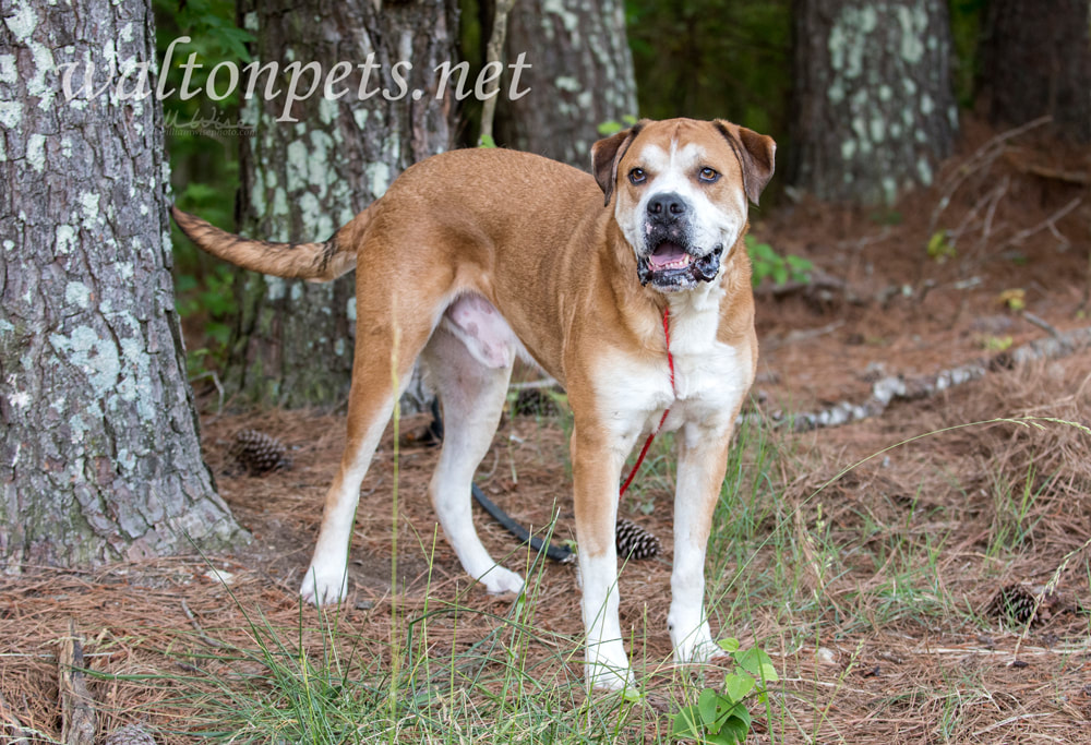 Senior American Bulldog Boxer Lab mixed breed dog Picture