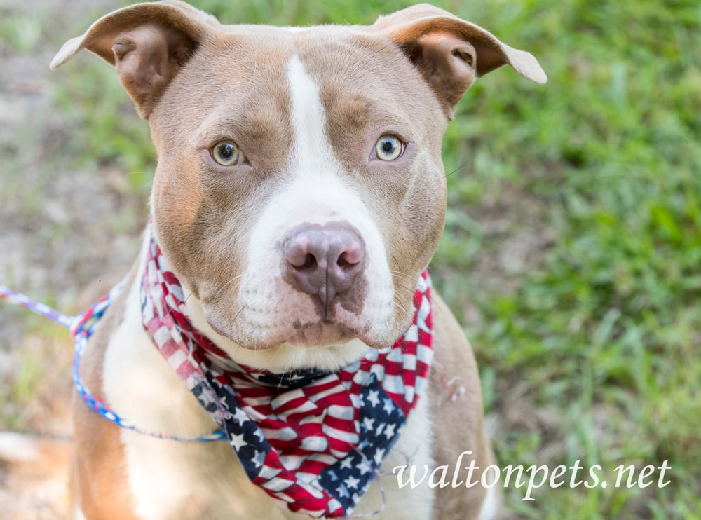 Pit Bull dog with American Flag Bandana Picture