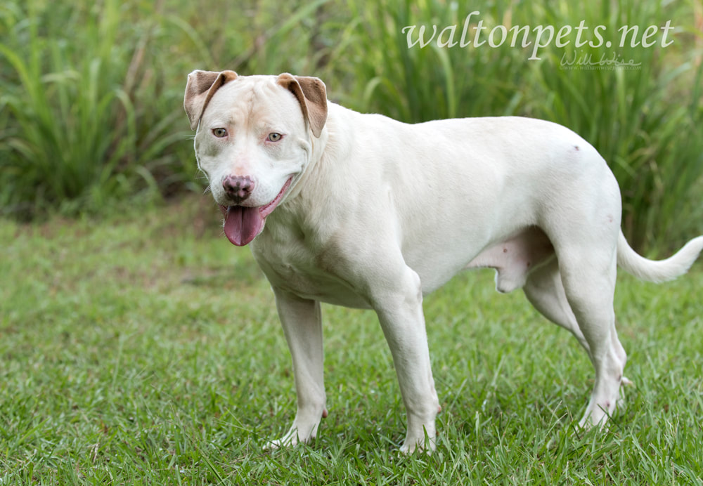 White and tan American Pit Bull Terrier dog Picture