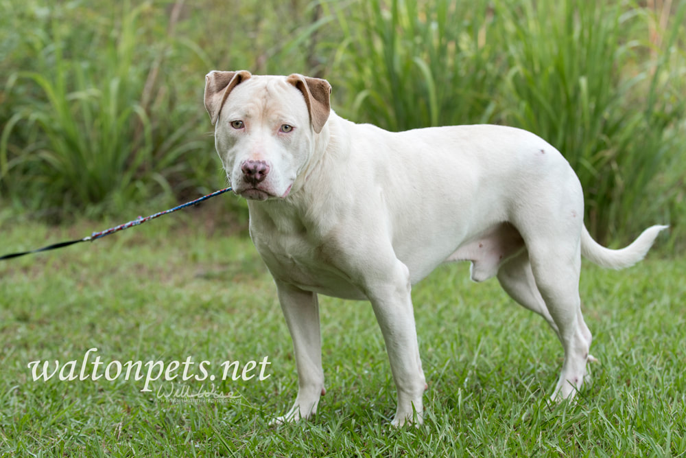 White and tan American Pit Bull Terrier dog Picture