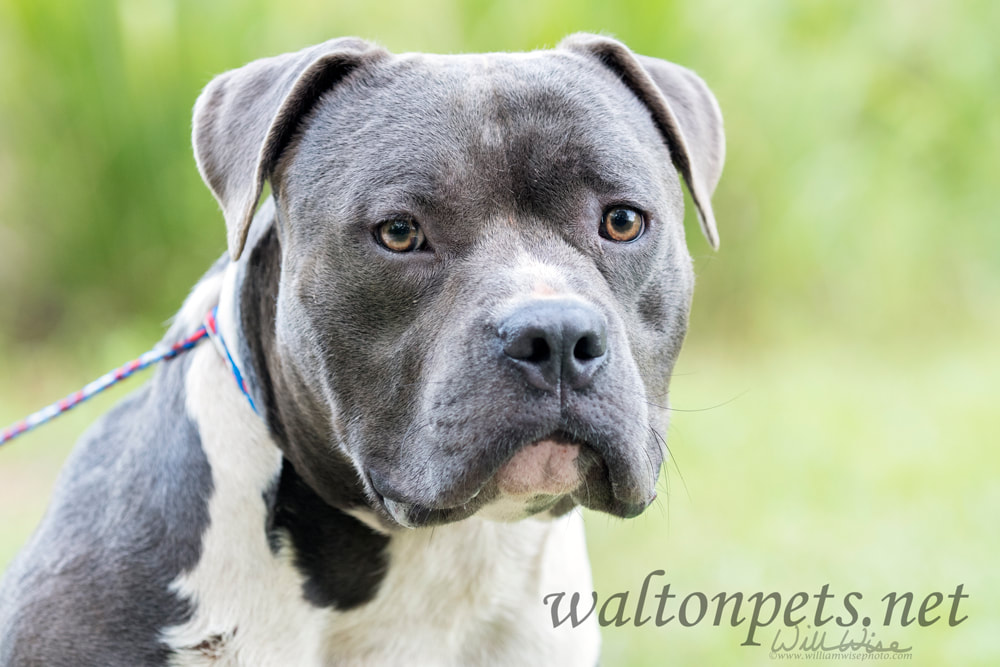Blue nose American Pit Bull Terrier dog Picture