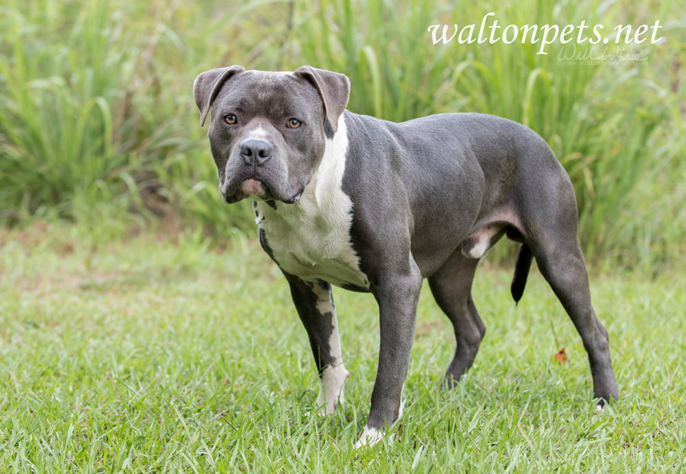 Blue nose American Pit Bull Terrier dog Picture
