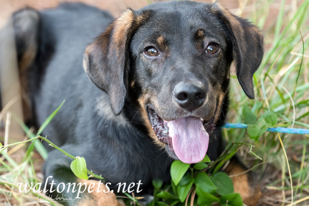 Cute Lab Shepherd mixed breed dog laying down outside Picture