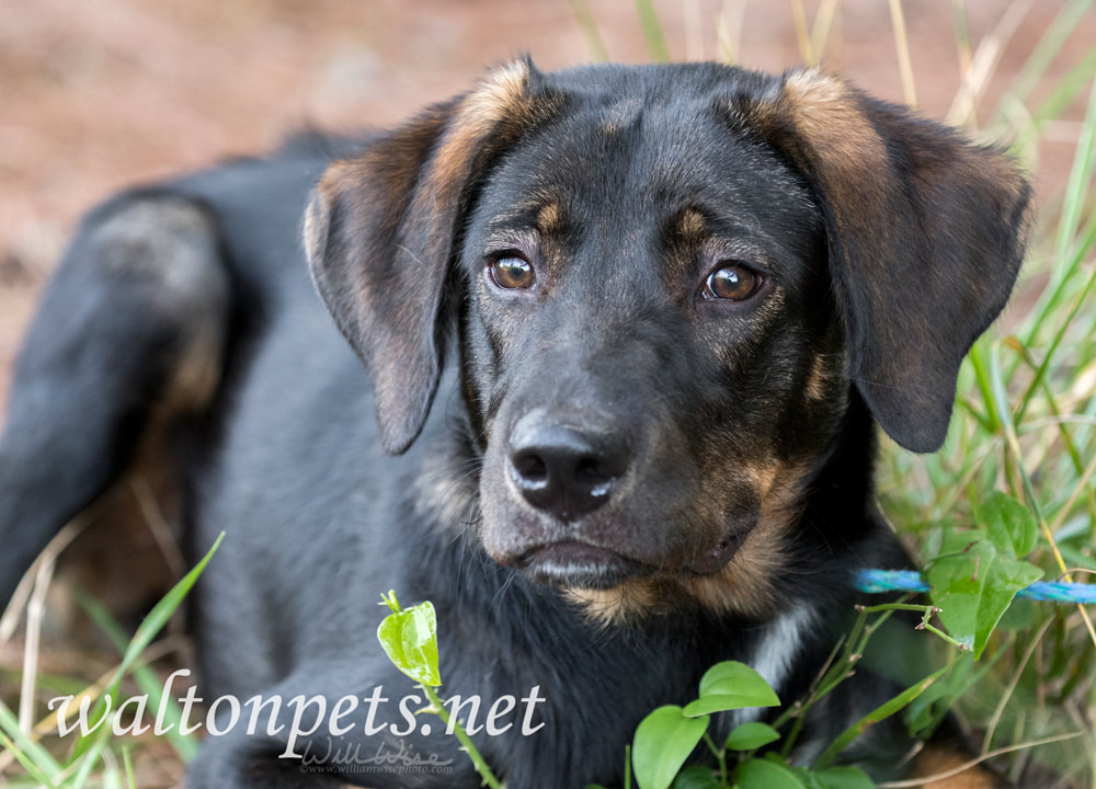 Cute Lab Shepherd mixed breed dog laying down outside Picture