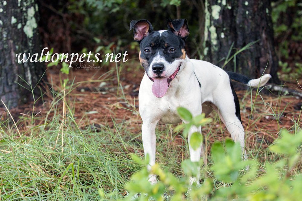 Happy Pit Bull and Boxer mixed breed puppy dog outside on leash Picture
