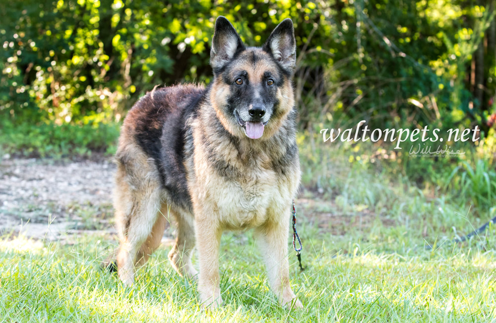 Senior German Shepherd Dog outside on leash Picture