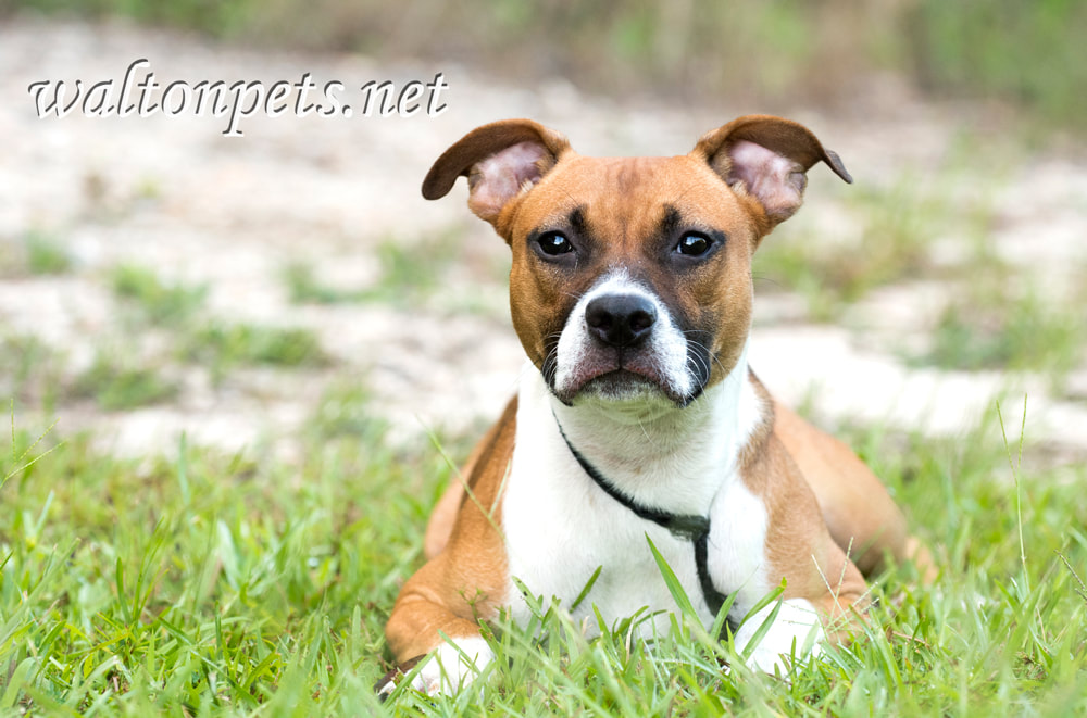 Boxer Pitbull mixed breed puppy laying down outside Picture