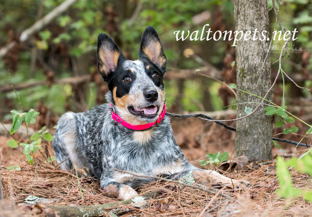 Cute Queensland Blue Heeler puppy outside on leash Picture