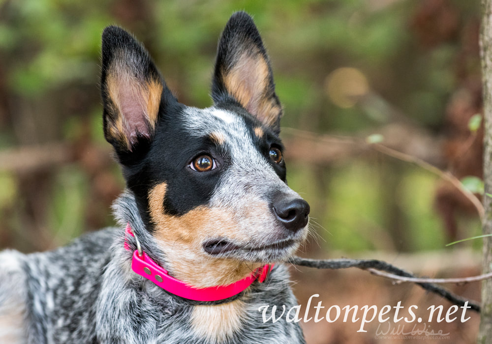 Cute Queensland Blue Heeler puppy outside on leash Picture