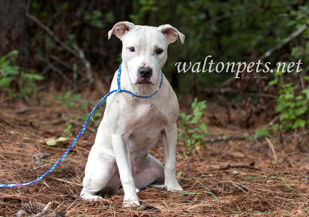 White Pitbull Terrier dog sitting outside on leash Picture