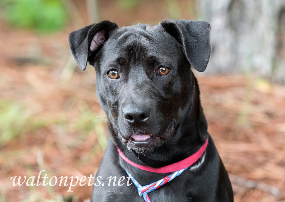 Happy Lab mixed breed dog outside on leash Picture