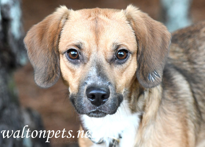 Beagle dog Picture