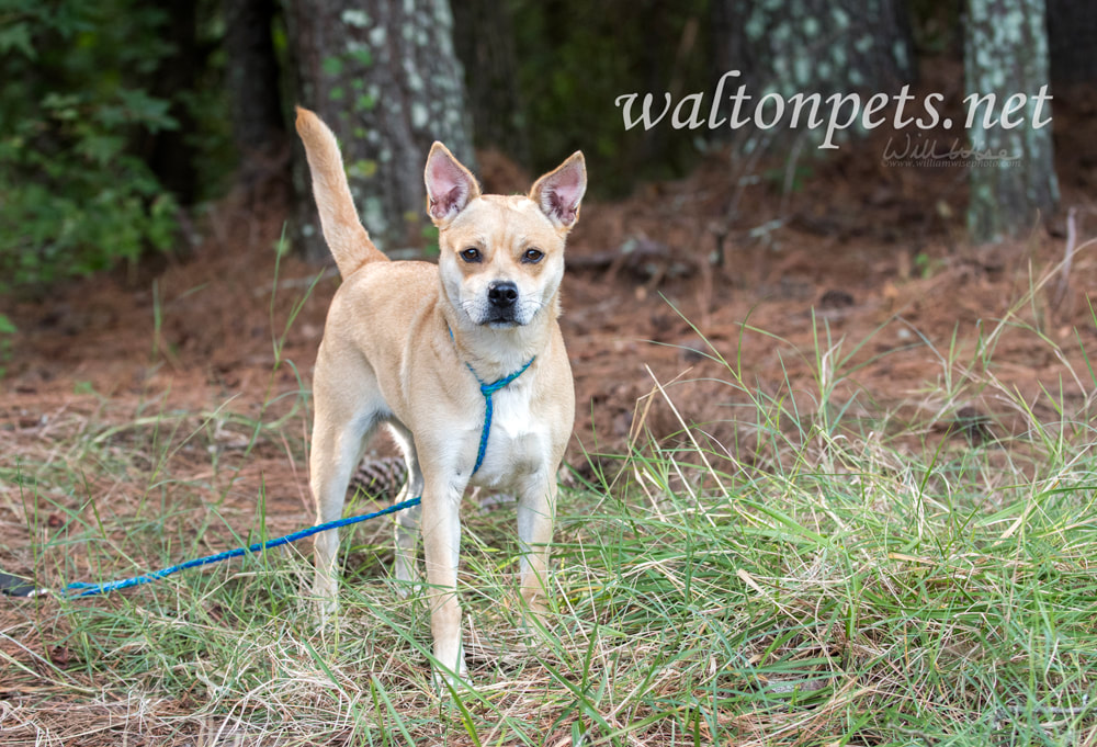 Cute blonde terrier and Chihuahua Picture