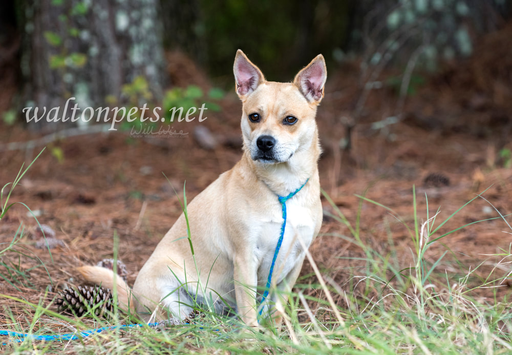 Cute blonde terrier and Chihuahua Picture