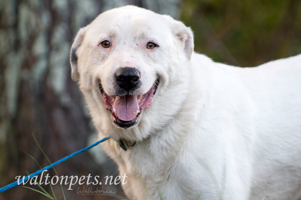 Great Pyrenees mix breed dog adoption photo Picture