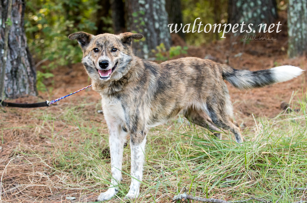 Happy Aussie mix breed dog adoption Picture
