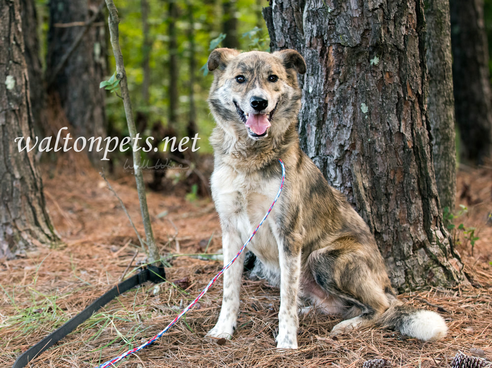 Happy Aussie mix breed dog adoption Picture