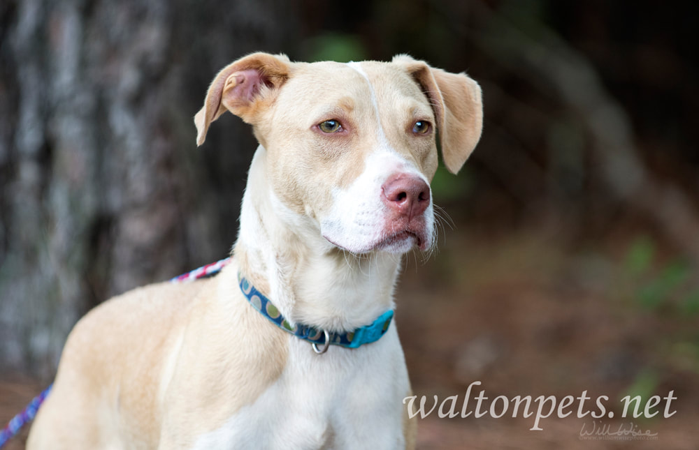 Labrador Pitbull mix breed puppy Picture