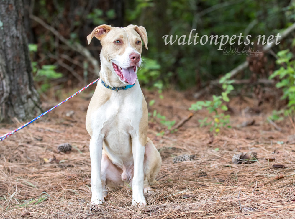 Labrador Pitbull mix breed puppy Picture