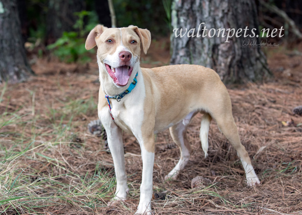 Labrador Pitbull mix breed puppy Picture