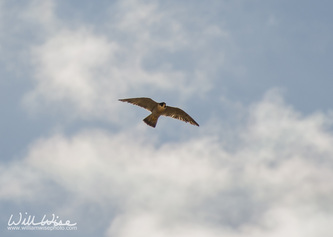 Grand Canyon Peregrine Falcon
