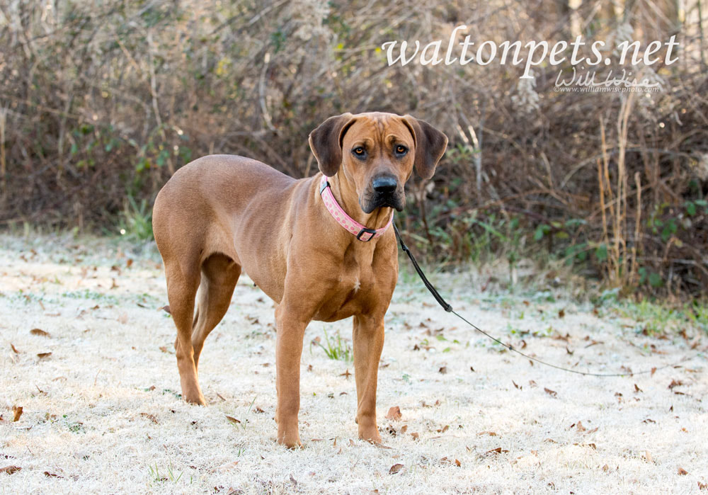 Redbone Coonhound mixed breed dog rescue photo Picture