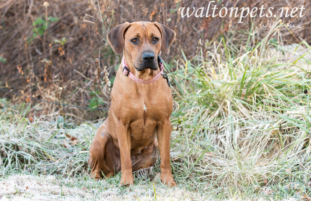 Redbone Coonhound mixed breed dog rescue photo Picture