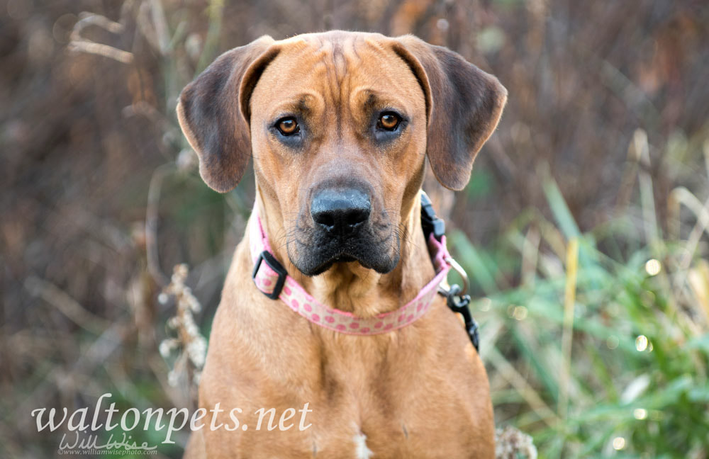 Coonhound dog Picture