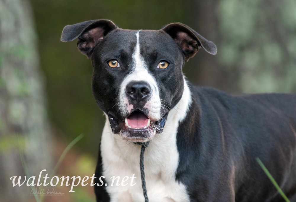 Happy bulldog mixed breed dog with tongue sticking out Picture