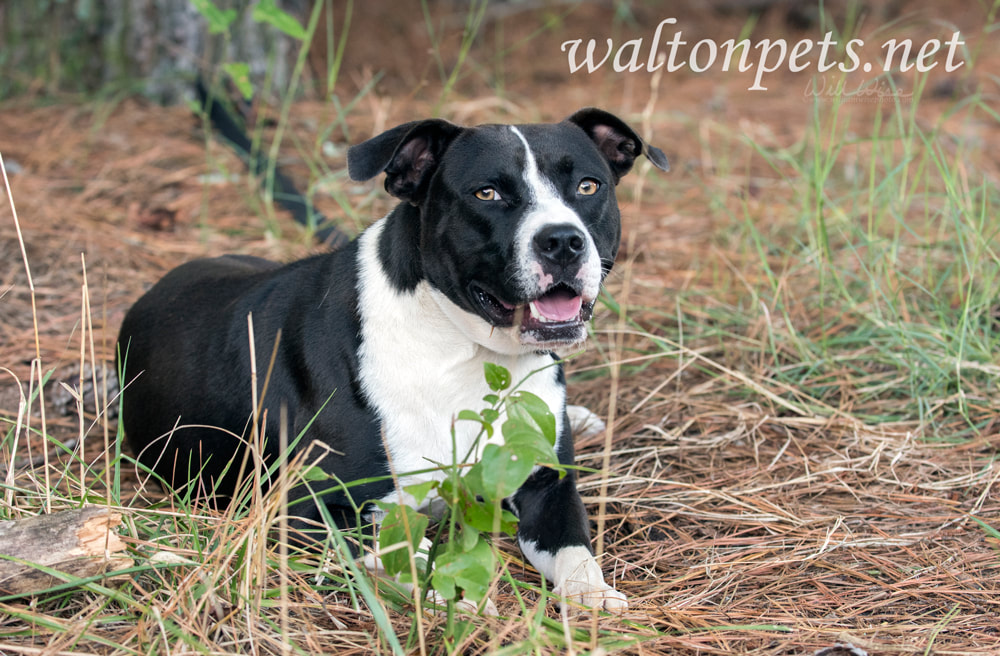 Pit bulldog mixed breed dog laying down outside on leash Picture
