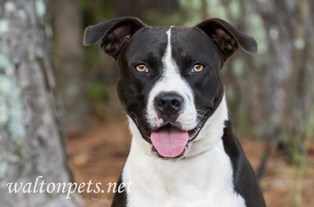 Happy bulldog mixed breed dog with tongue sticking out Picture