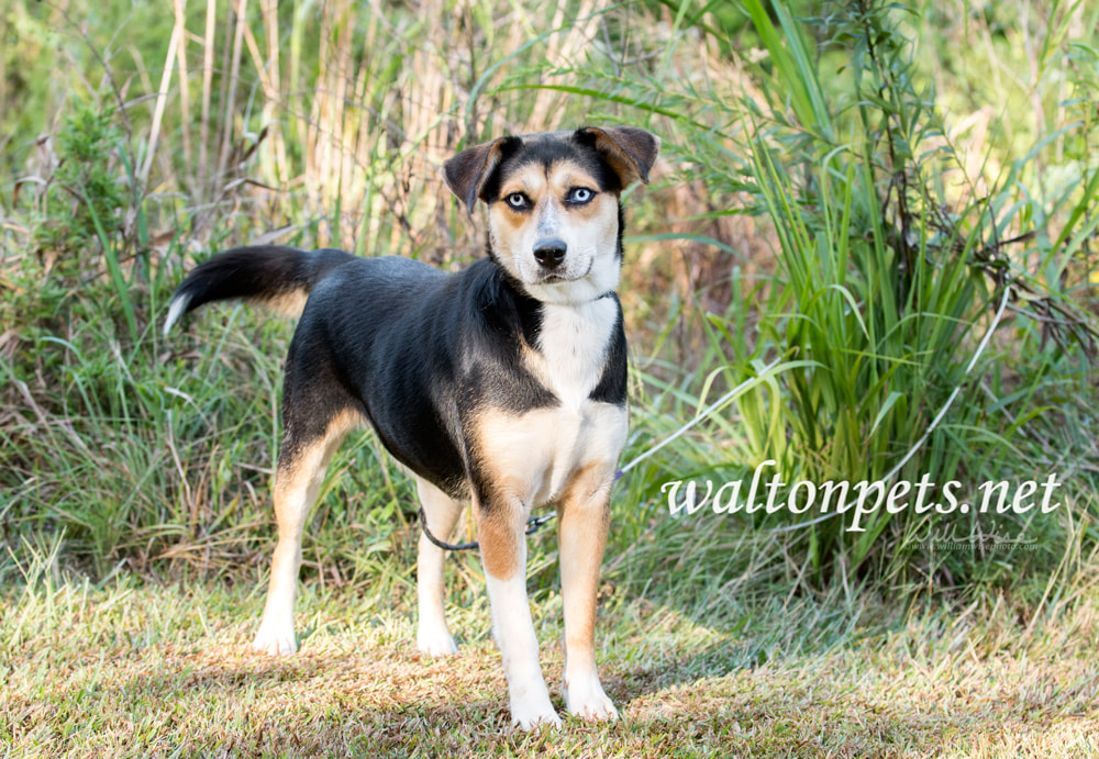 Happy playful Husky mixed breed dog with blue eyes Picture
