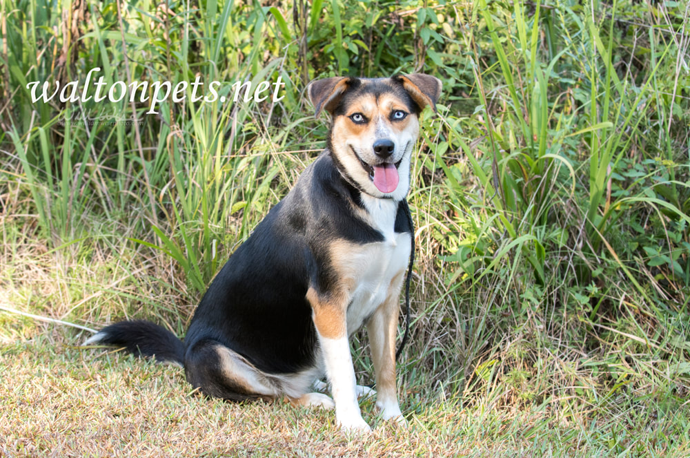 Happy playful Husky mixed breed dog with blue eyes Picture