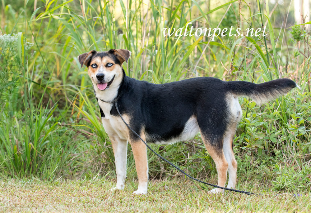 Happy playful Husky mixed breed dog with blue eyes Picture