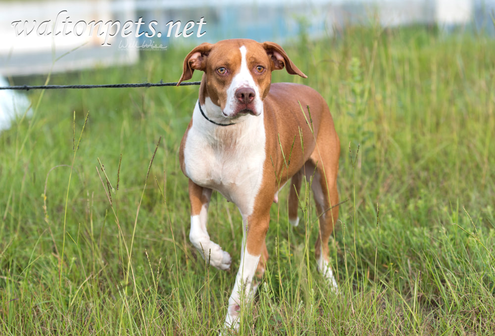 Pointer mixed breed dog outside by the lake Picture