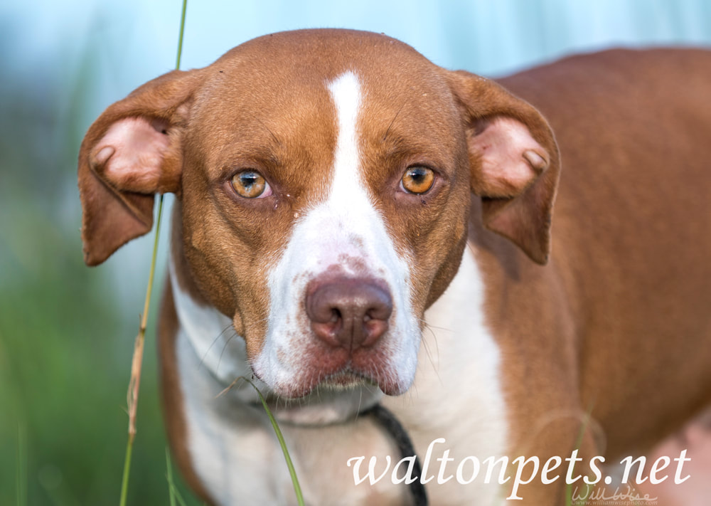 Pointer mixed breed dog outside by the lake Picture