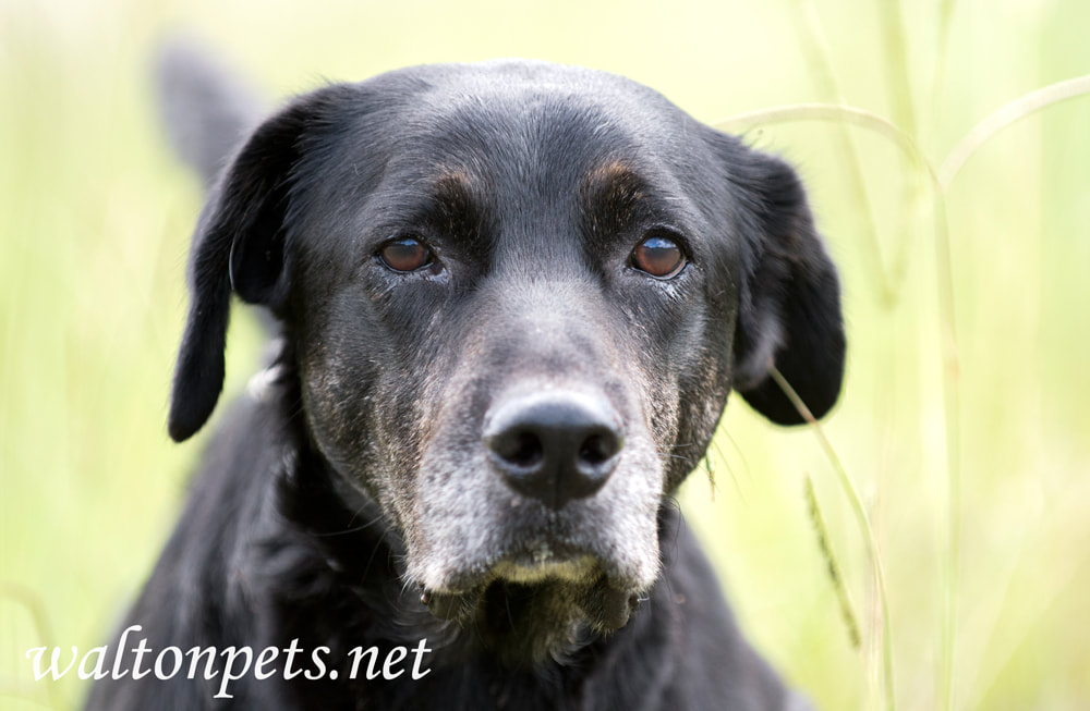 Senior Black Labrador Retriever Dog Picture