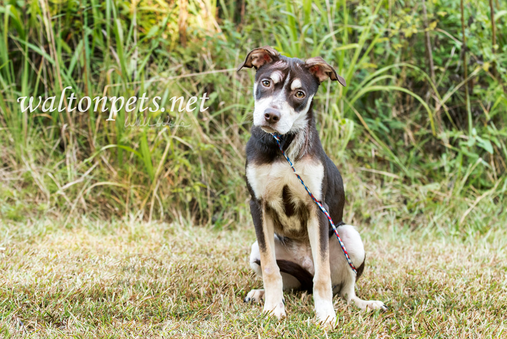 Skinny pit bull puppy Picture
