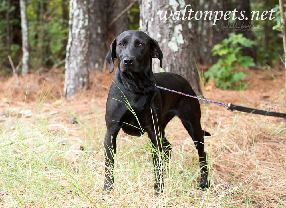 Black Labrador Retreiver dog outside on leash Picture