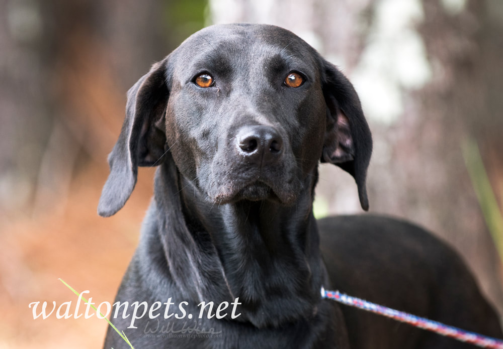 Black Labrador Retreiver dog outside on leash Picture