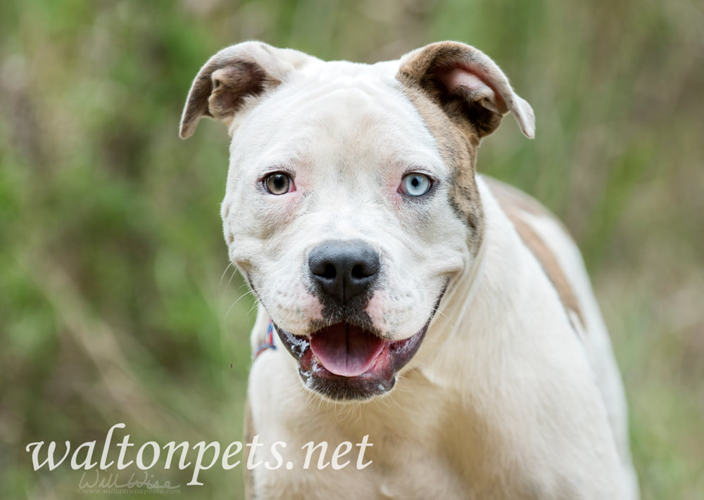 American Bulldog Pitbull mix dog with one blue eye Picture