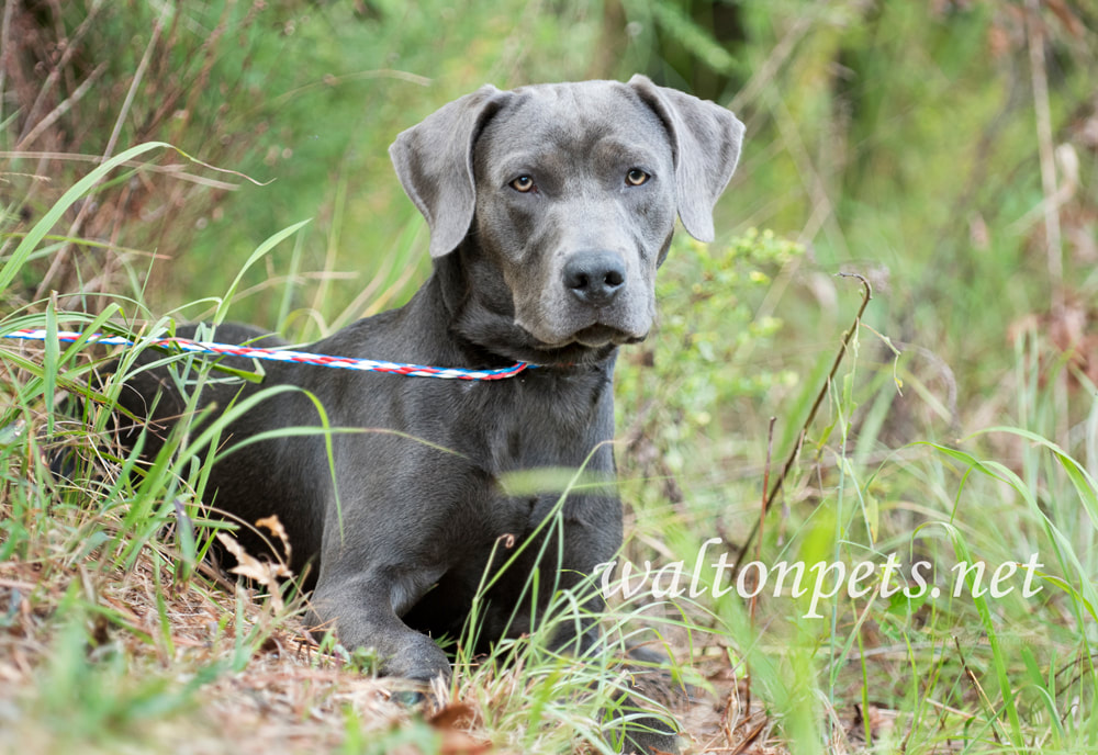 Weimarander mix breed dog sitting outside on leash Picture