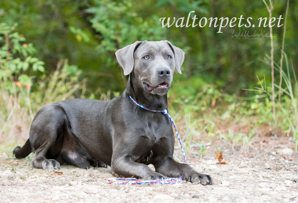 Weimarander mix breed dog sitting outside on leash Picture