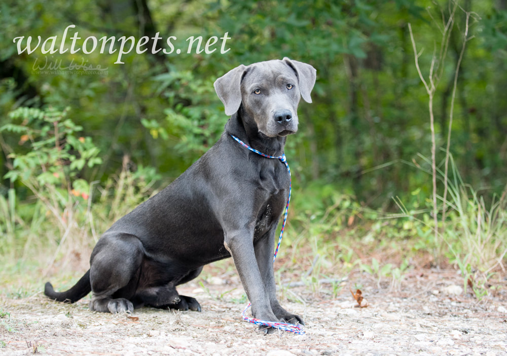 Weimarander mix breed dog sitting outside on leash Picture