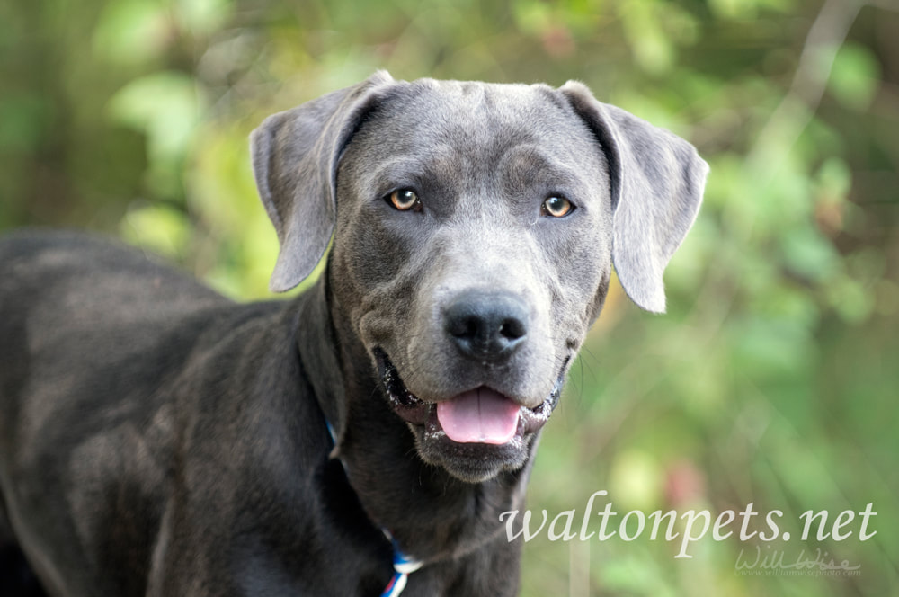 Weimarander mix breed dog sitting outside on leash Picture