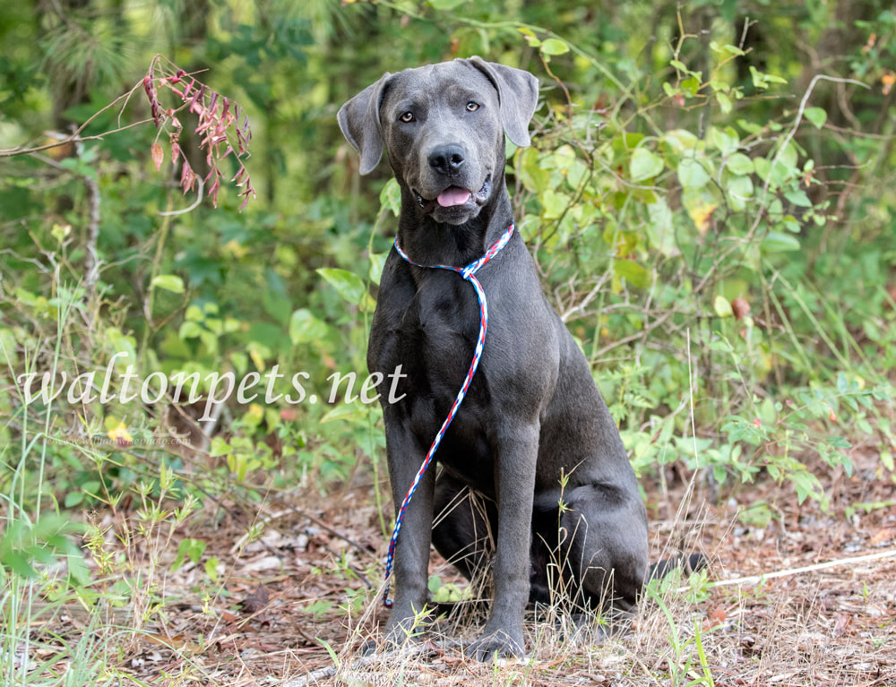Weimarander mix breed dog sitting outside on leash Picture