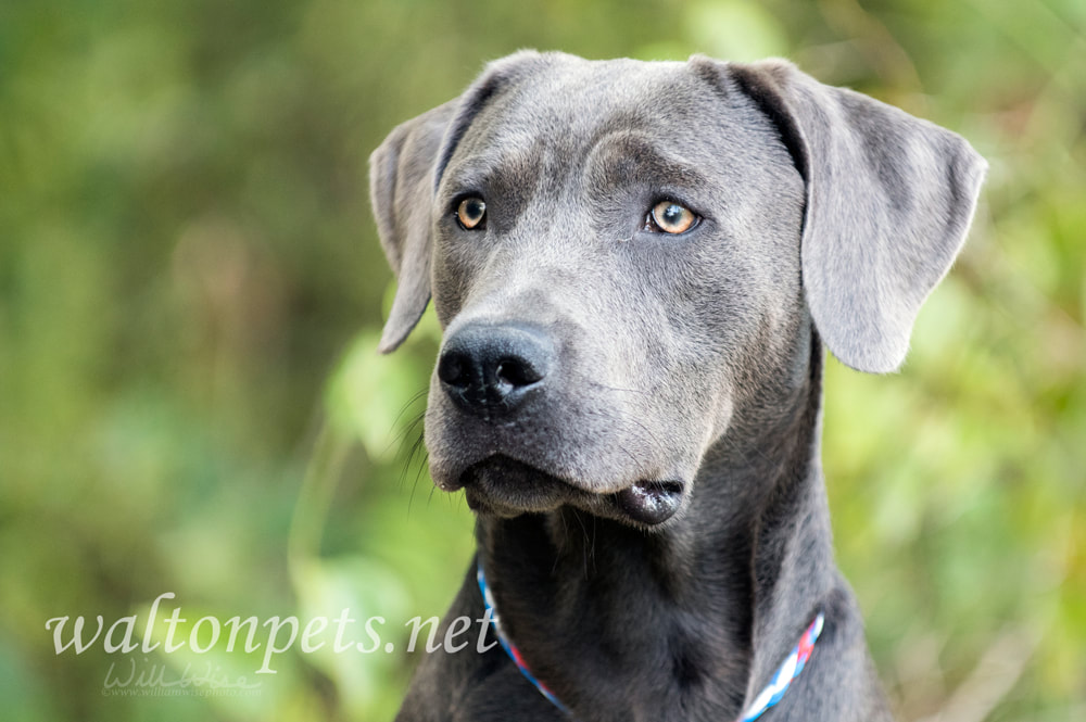 Weimarander mix breed dog sitting outside on leash Picture
