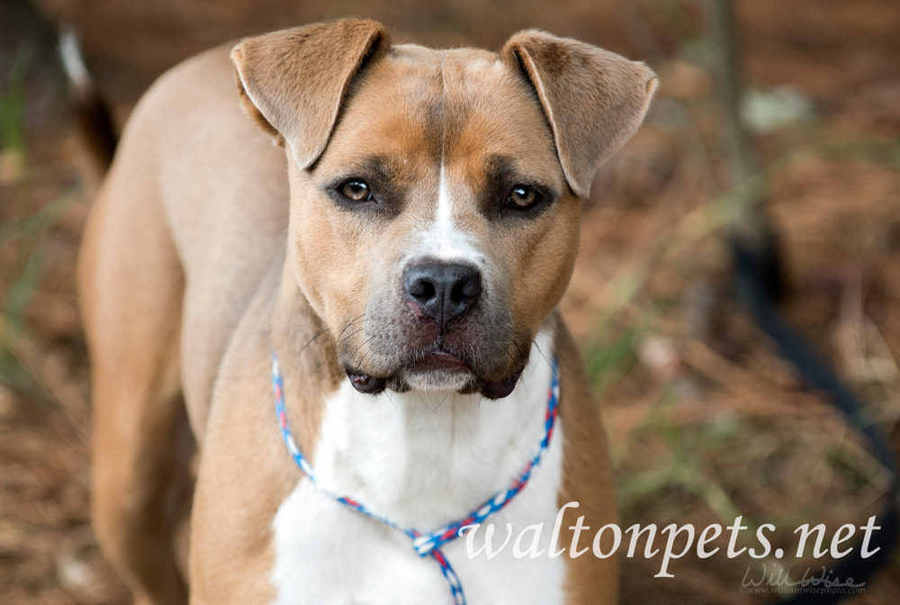 Brown and white American Pitbull Terrier dog outside on leash Picture